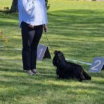 KLUBOWA WYSTAWA CAVALIER KING CHARLES SPANIEL NA LITWIE