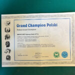 MORFEUSZ IRYSOWY DWÓR - GRAND CHAMPION POLSKI