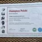 JAŚMIN ELEGANCIJOS KRISTALAS otrzymała tytuł CHAMPION POLSKI