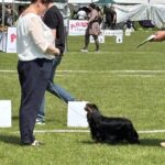 JAŚMIN ELEGANCIJOS KRISTALAS otrzymała tytuł CHAMPION POLSKI