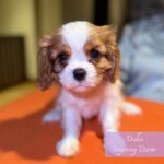Duke